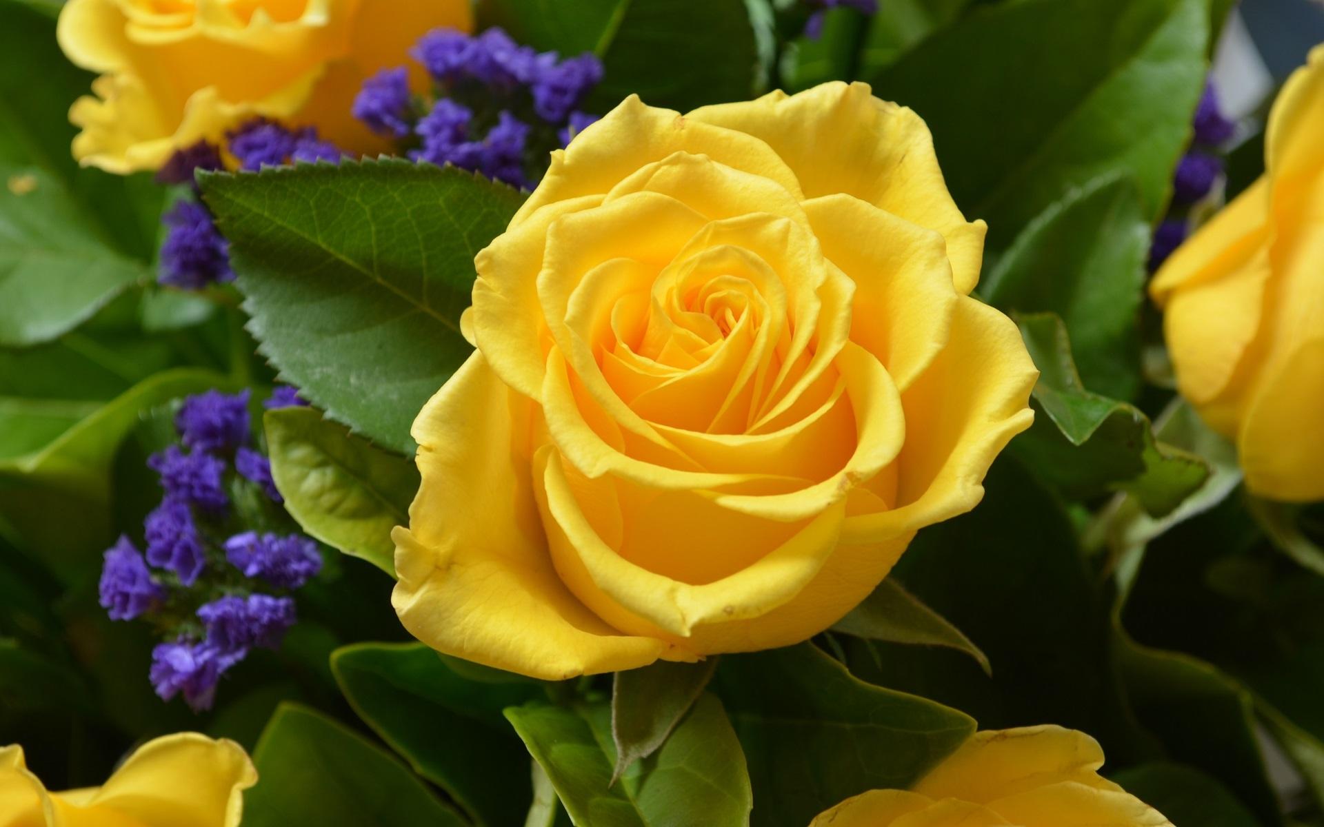 1920x1200 Close Up Of A Yellow Rose In A Bouquet HD Wallpaper