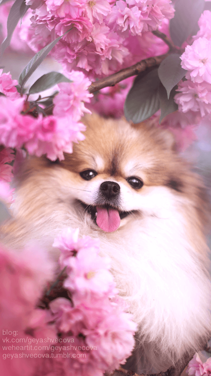 Pink Dogs Wallpapers Top Free Pink Dogs Backgrounds WallpaperAccess