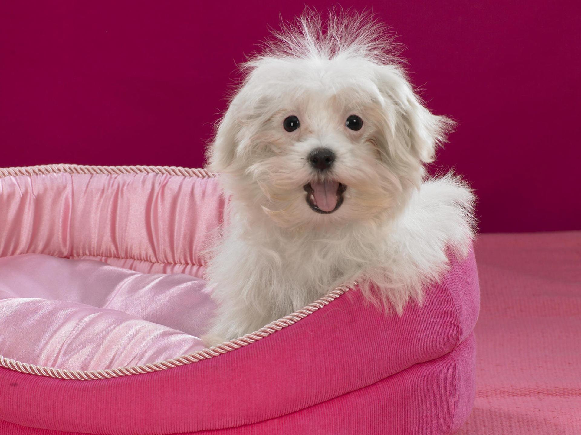 1920x1440 Pink Bolognese photo and wallpaper. Beautiful Pink Bolognese picture