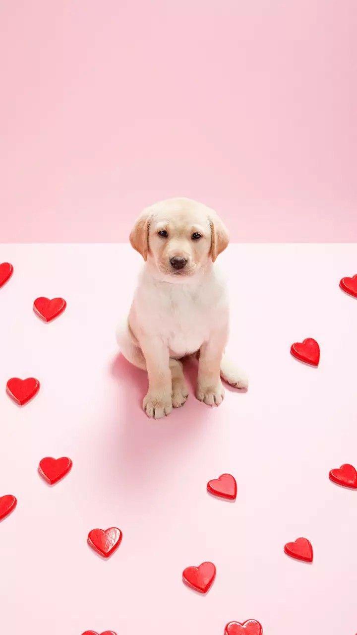 Pink Dogs Wallpapers - Top Free Pink Dogs Backgrounds - WallpaperAccess