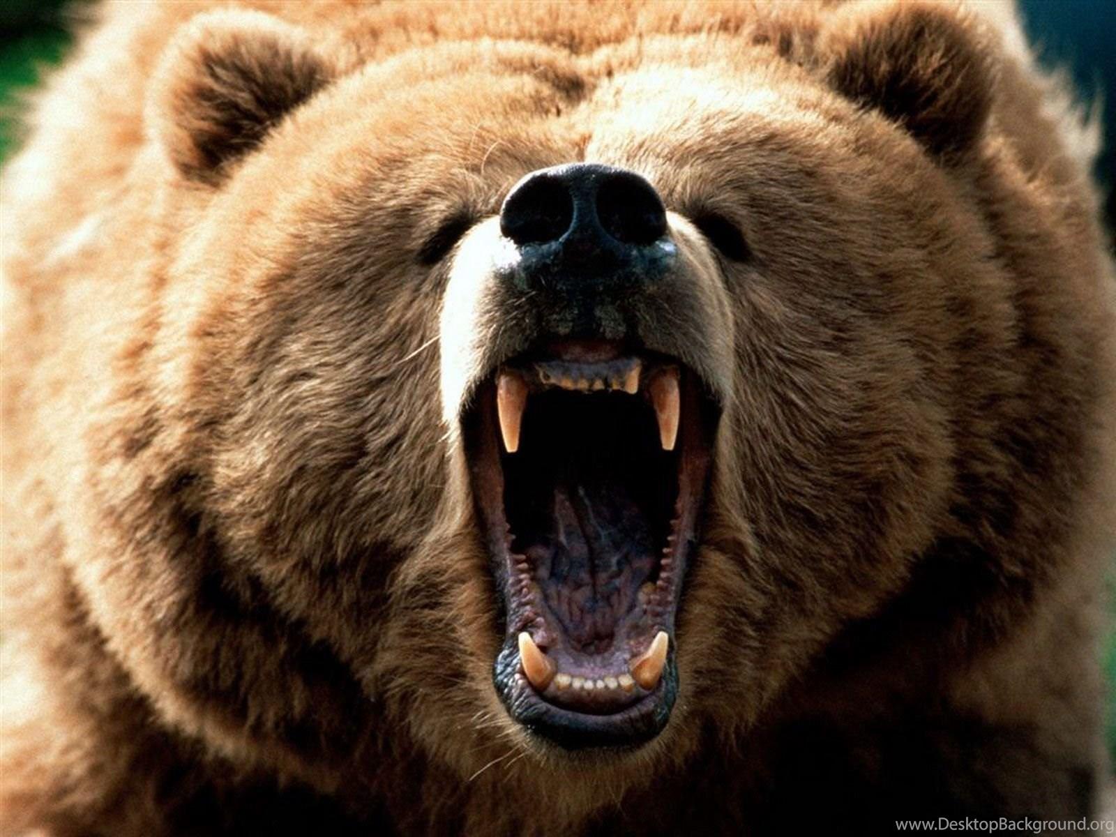 1600x1200 Wild Bear Desktop HD Wallpaper Zibrato Desktop Background