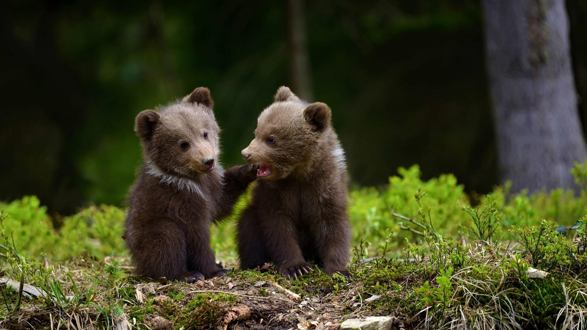 1920x1080 Brown Grizzly Bear Desktop Wallpaper 41623