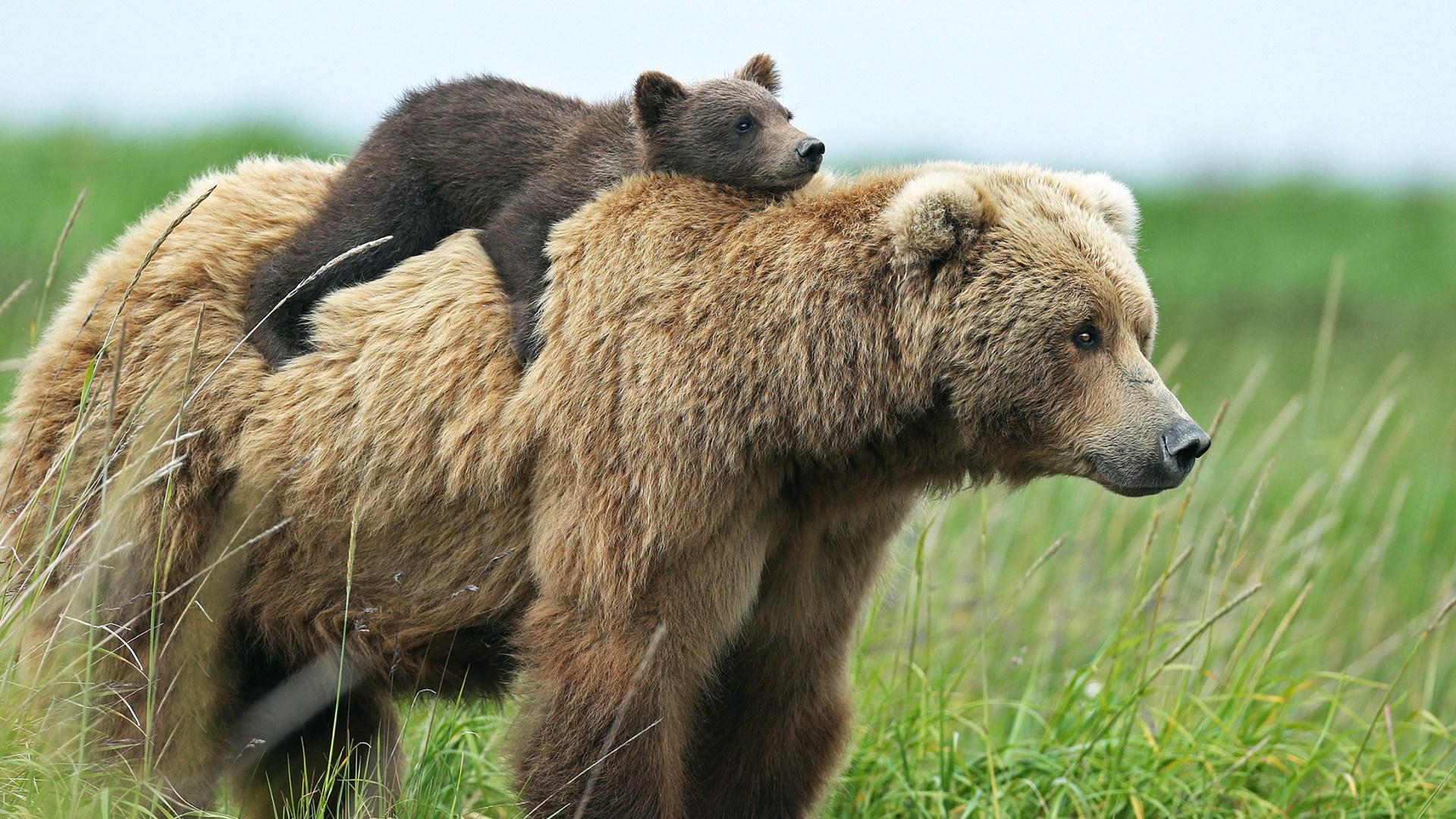 1920x1080 Bear Desktop Wallpaper 41561