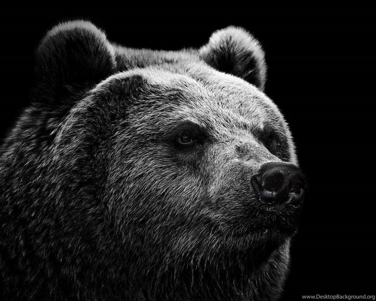 Bear PC Wallpapers - Top Free Bear PC Backgrounds - WallpaperAccess