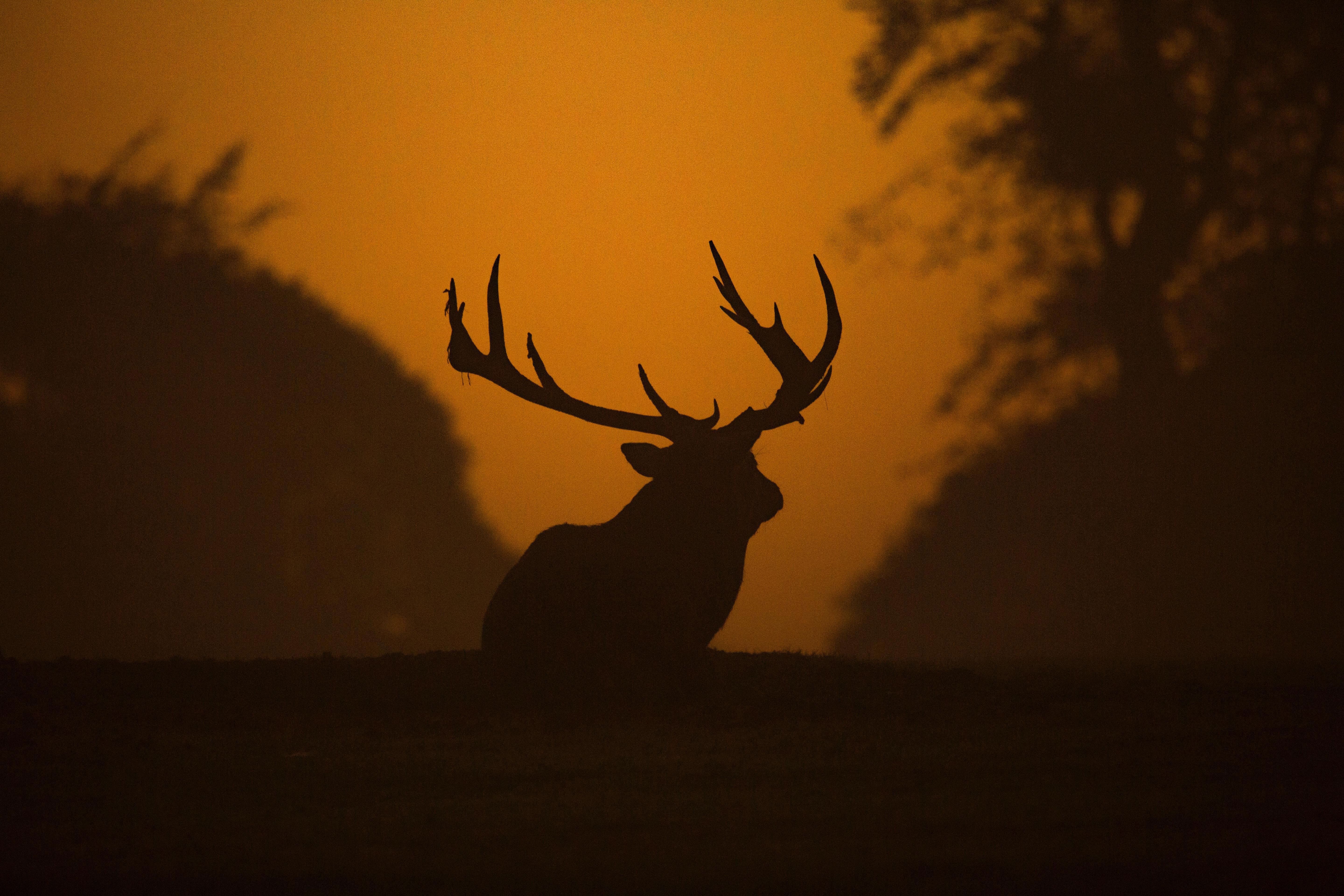 5760x3840 red deer HD wallpaper, background