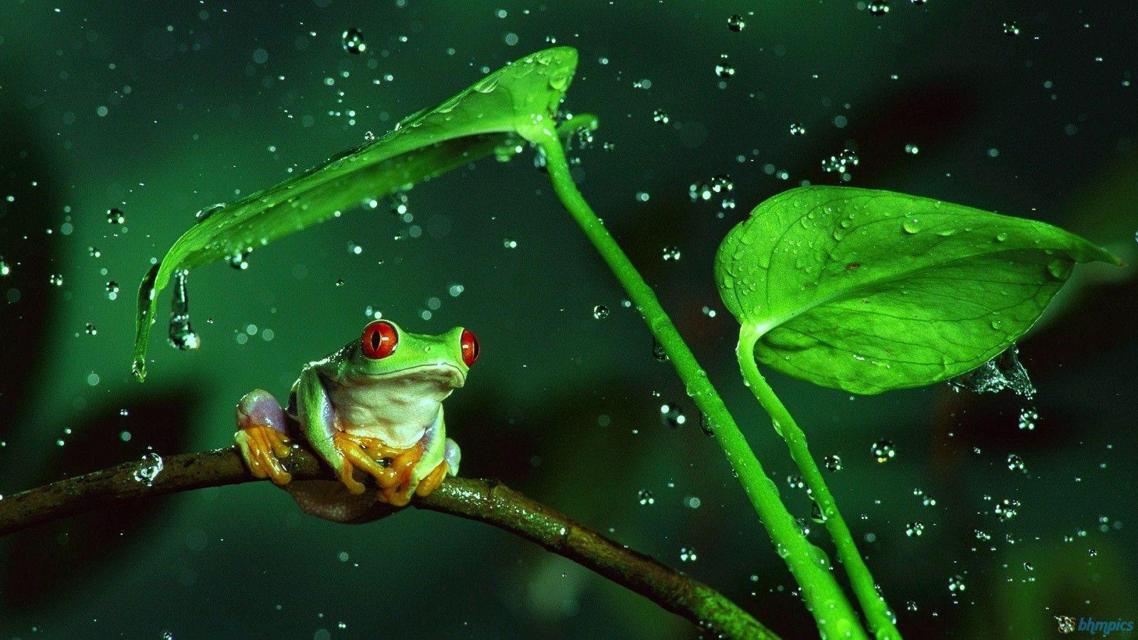1600x900 Cute Frog Wallpaper