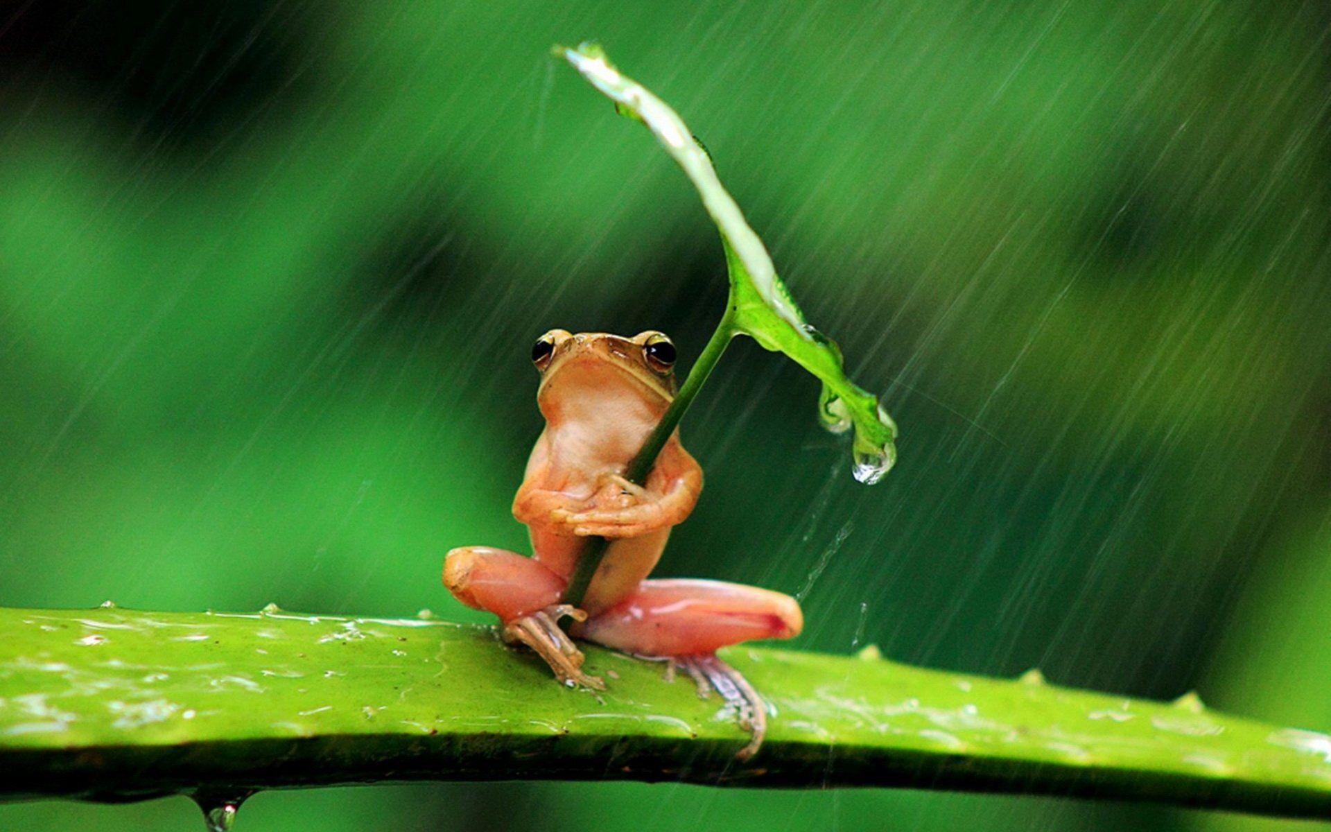 1920x1200 Frog Wallpaper, HD Frog Background