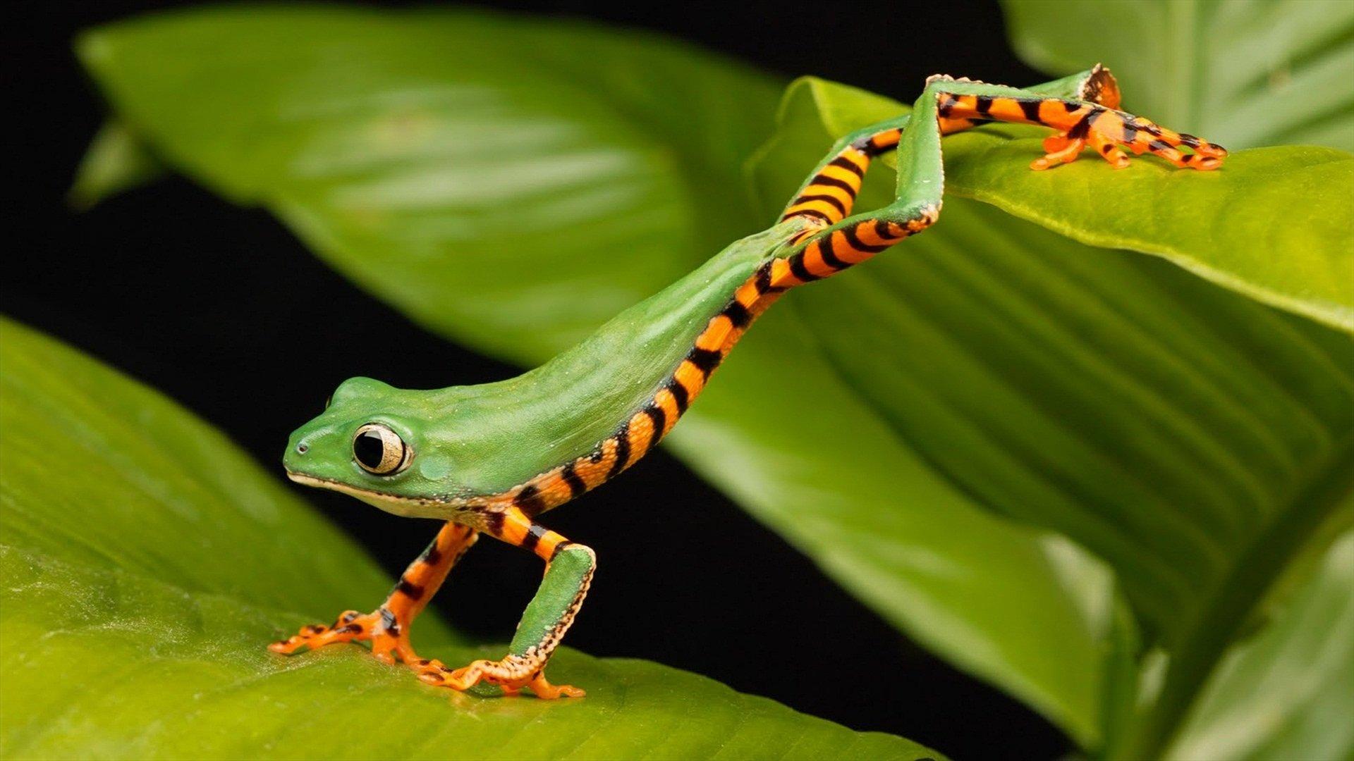 1920x1080 Frog HD Wallpaper and Background Image