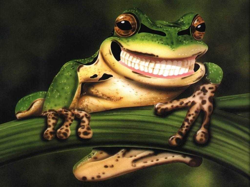 1024x768 Frog Wallpaper