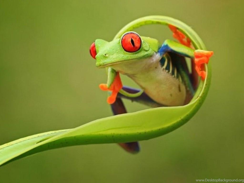 Cute Frog Desktop Wallpapers - Top Free Cute Frog Desktop Backgrounds ...