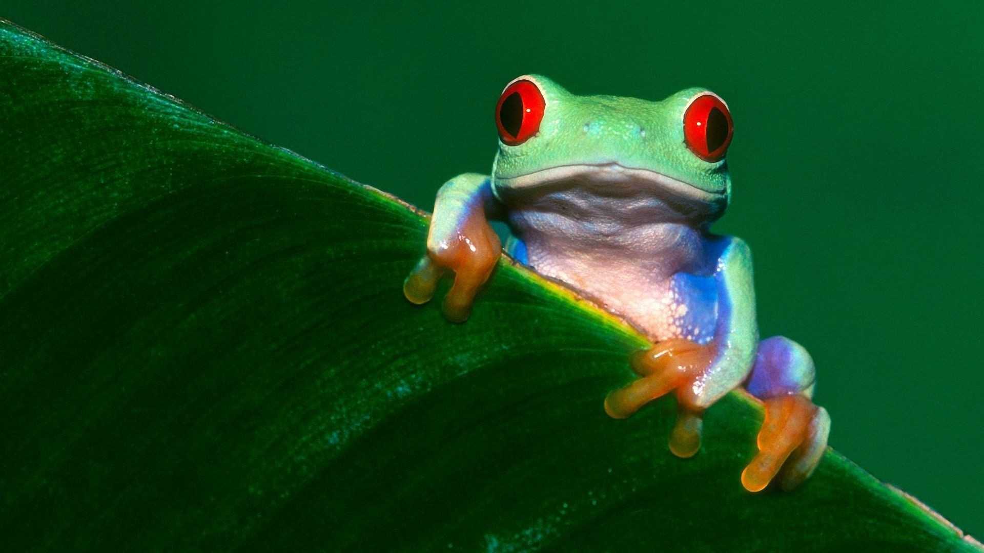 Cute Frog Desktop Wallpapers - Top Free Cute Frog Desktop Backgrounds ...