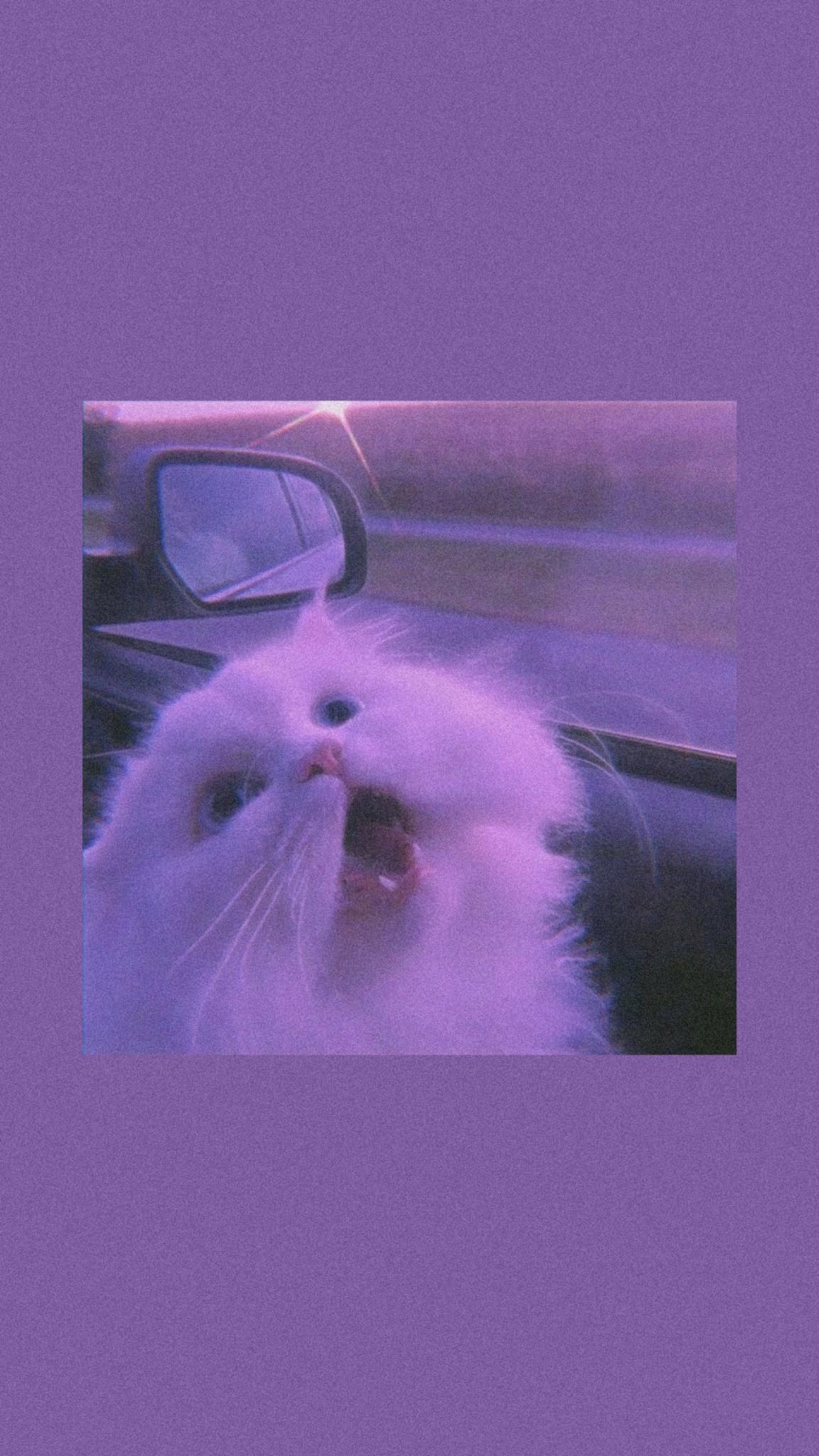 1152x2048 cat wallpaper