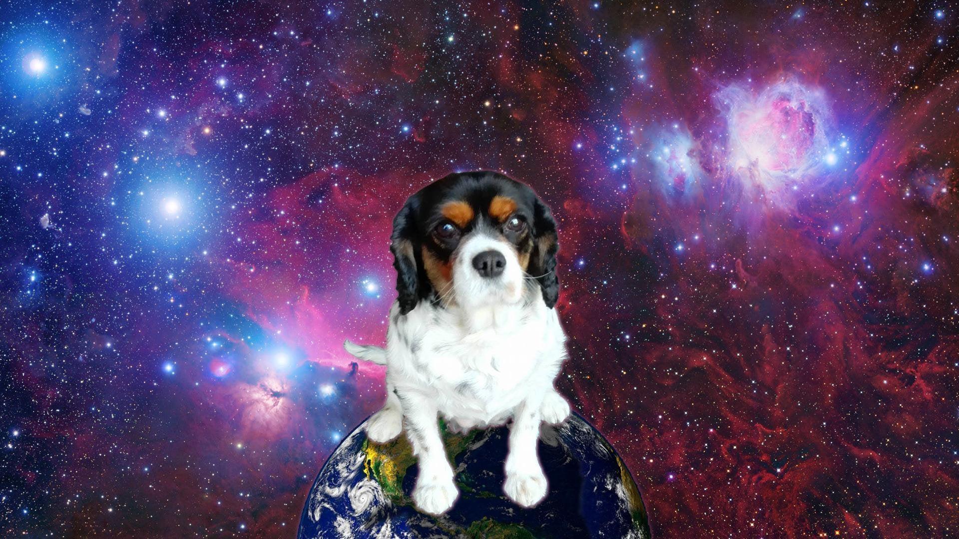 1920x1080 My dog in space [1080p]: wallpaper