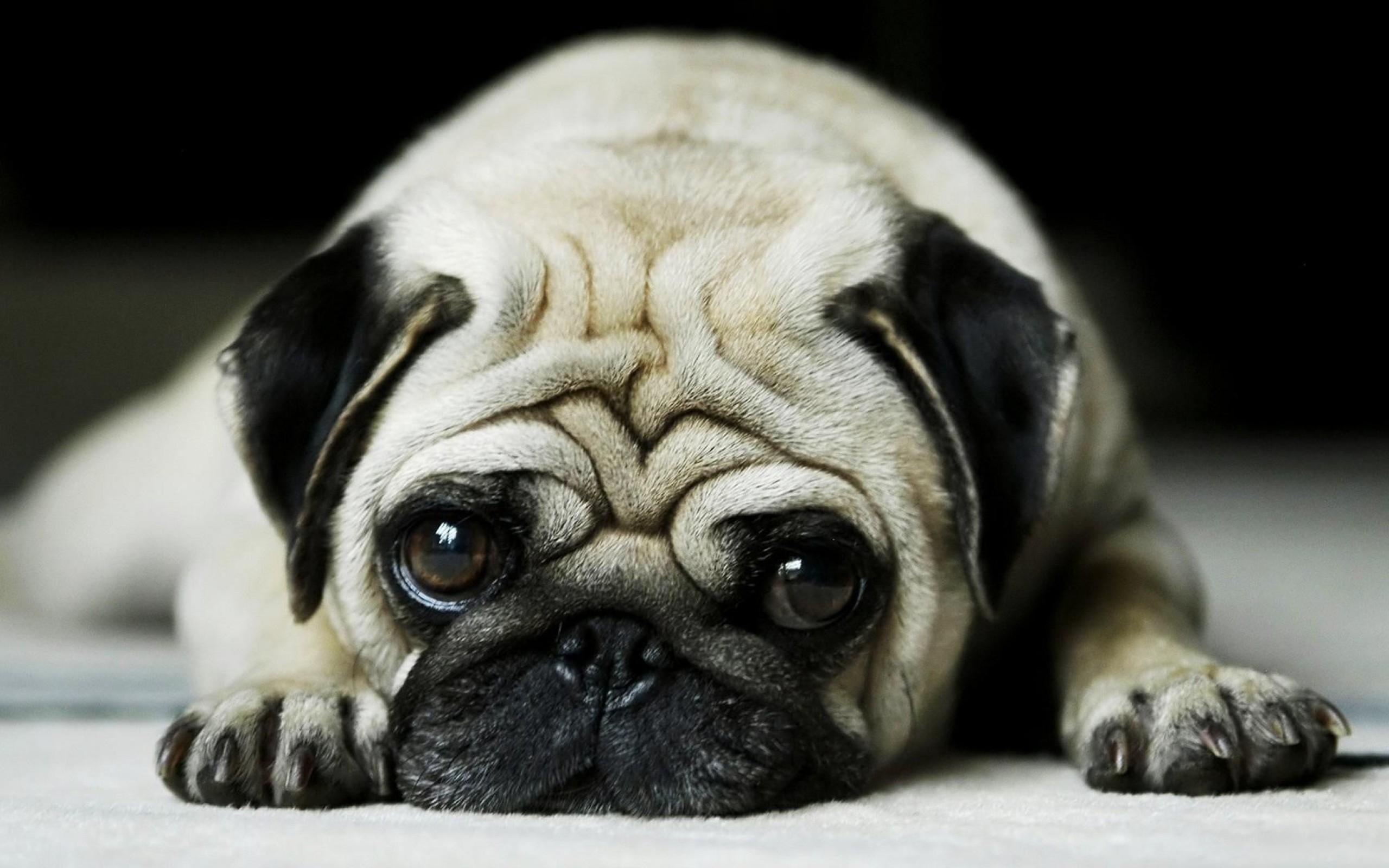 2560x1600 Pug Wallpaper HD