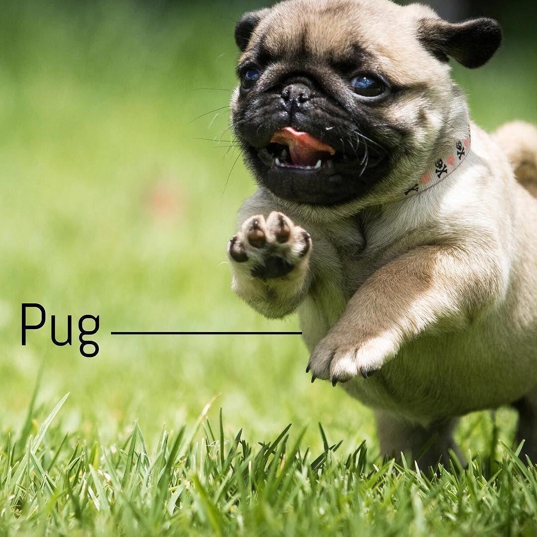 1080x1080 breeoftheweek #Pugs often are described as a lot of dog in a small space. These sturdy compact dogs are a part of the American K. Cute animals, Puppies, Pug dog