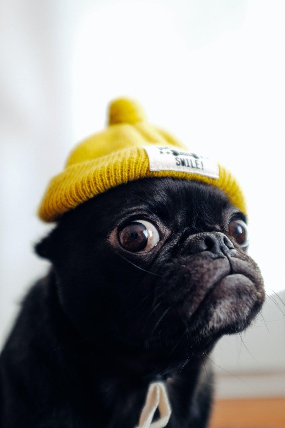 1000x1500 Pug Wallpaper