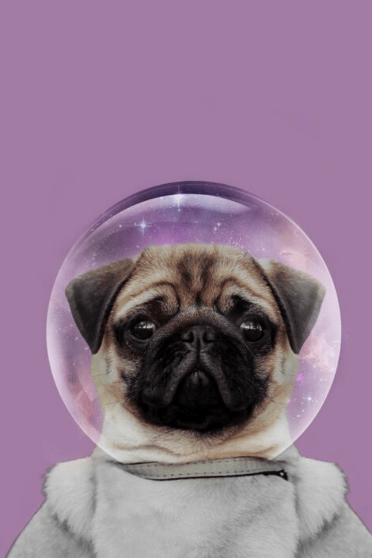 735x1102 Cute muzzle dog. Little #pug close up. Animals in space. Dog breed pug. Animals art image. Dog creative image. Pug bright picture. Pugs, Space animals, Dog breeds