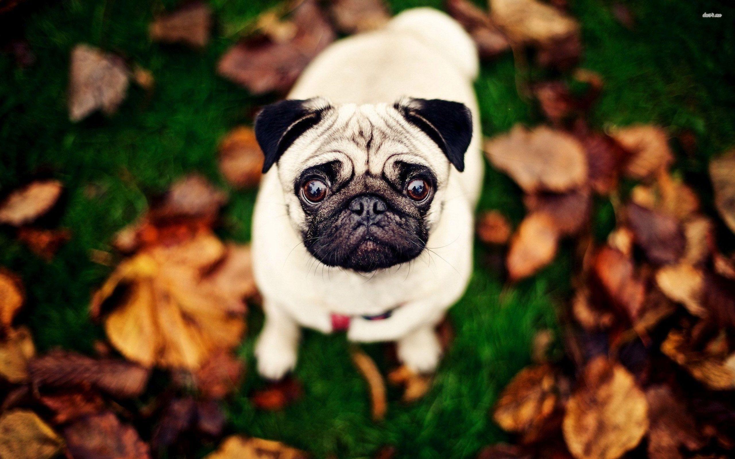 2560x1600 Free download Pug Wallpaper [2560x1600] for your Desktop, Mobile & Tablet. Explore Pug Wallpaper. Funny Pug Wallpaper