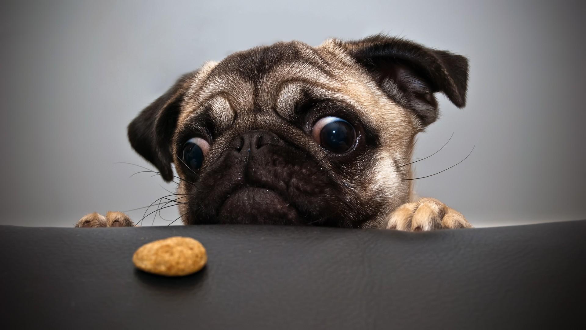 1920x1080 1920x1080 pug wallpaper widescreen JPG 209 kB. Mocah HD Wallpaper