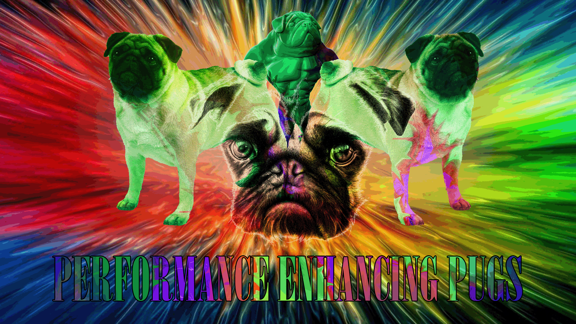 1920x1080 Performance Enhancing Pugs [x Post Från R Wallpaper]: KungsholmensGymnasium