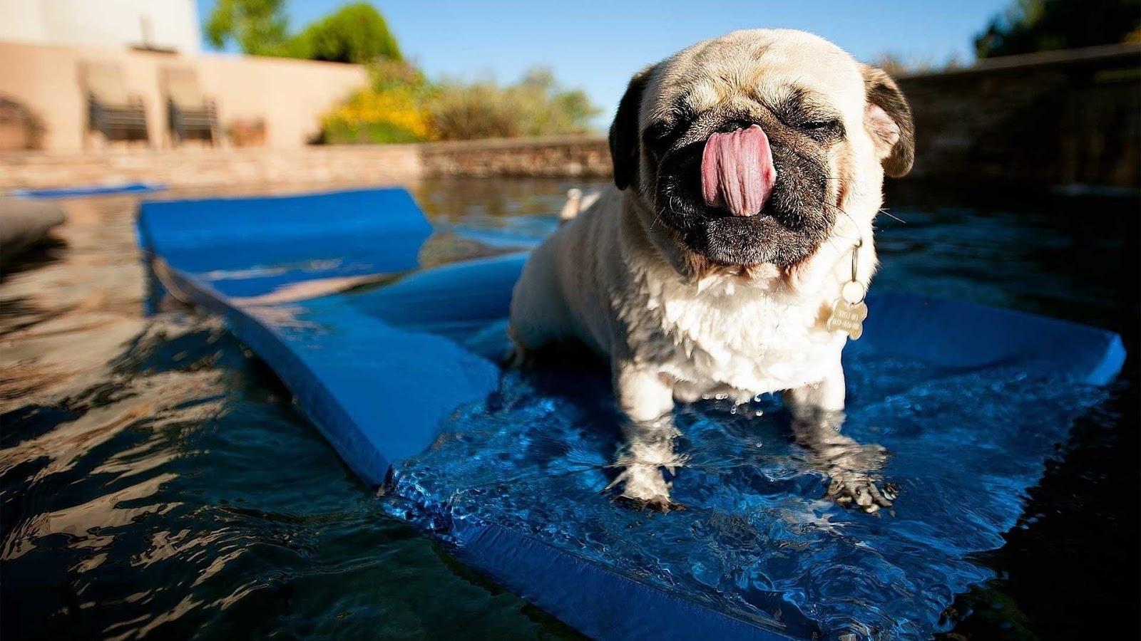 1600x900 Pug dog wallpaper
