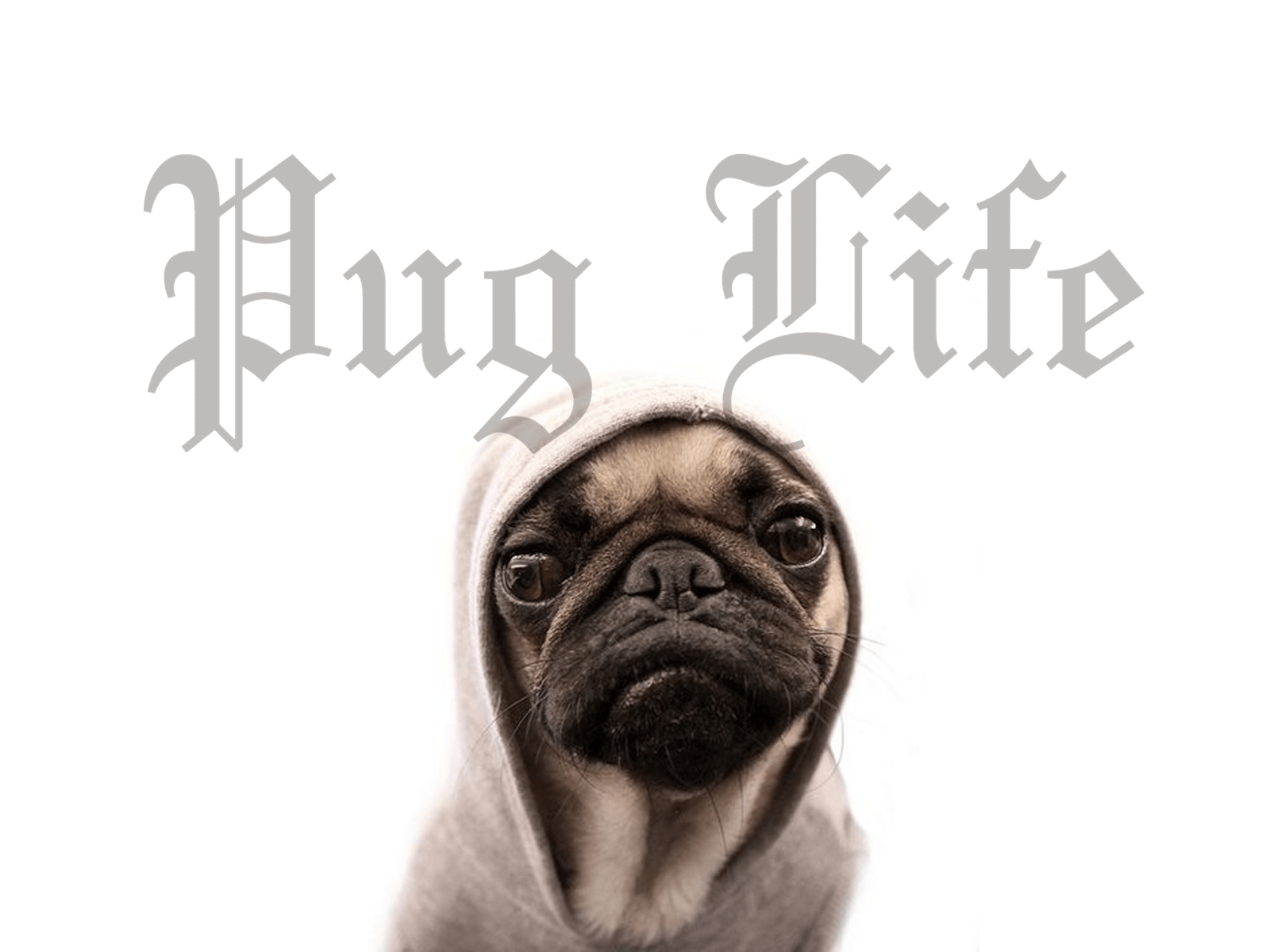 1600x1200 Funny Pug Wallpaper