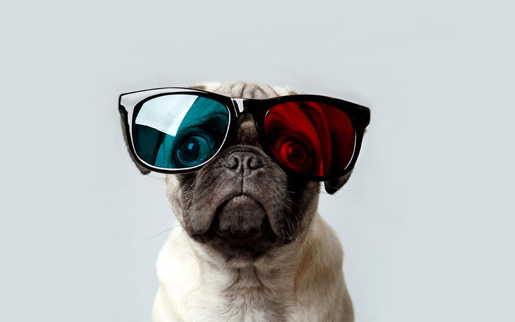1680x1050 Pug Wallpaper 22280 1680x1050px