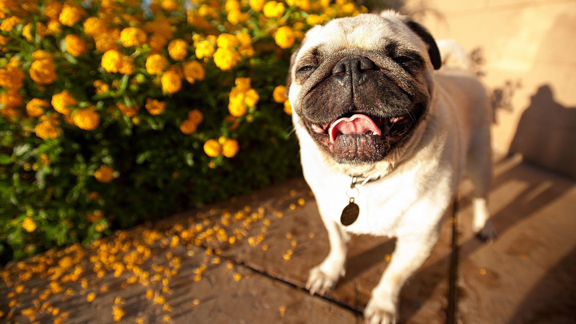 1920x1080 Free download Pug Wallpaper HD [1920x1080] for your Desktop, Mobile & Tablet. Explore Pug Wallpaper. Funny Pug Wallpaper