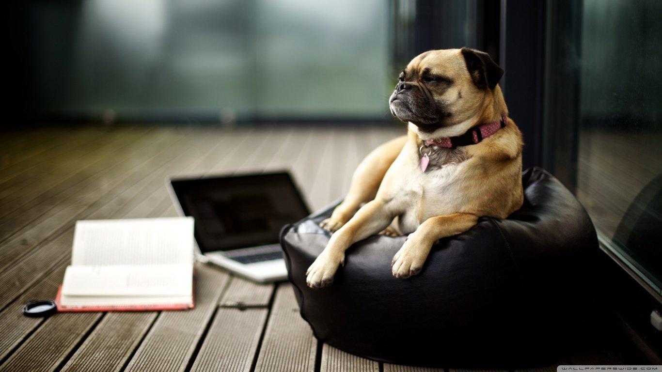 1366x768 Pug wallpaper 1366x768 (laptop) desktop background