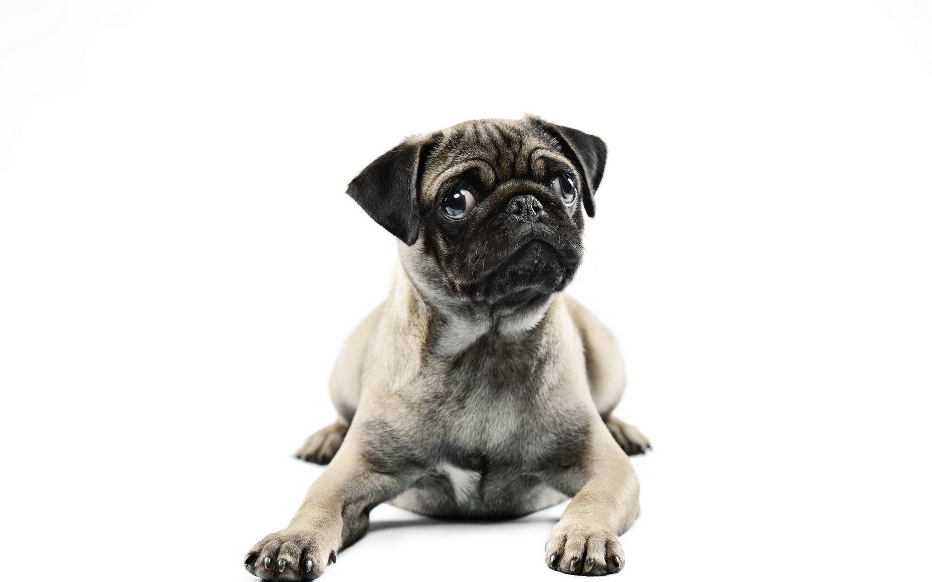 1920x1200 Pug HD Wallpaper