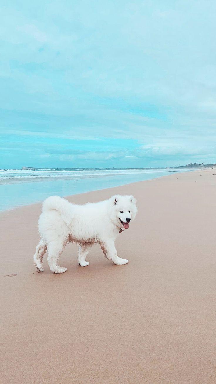 736x1308 samoyeds ✰. Samoyed dogs, Cute animals, Pretty dogs