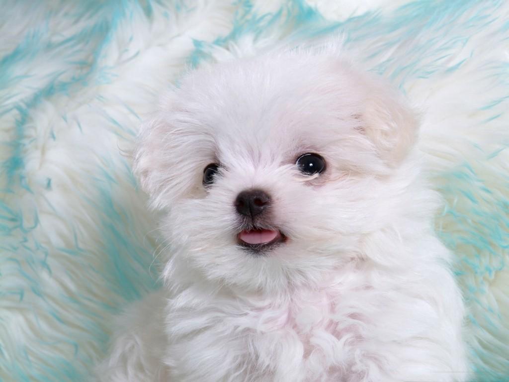 1024x768 Fluffy