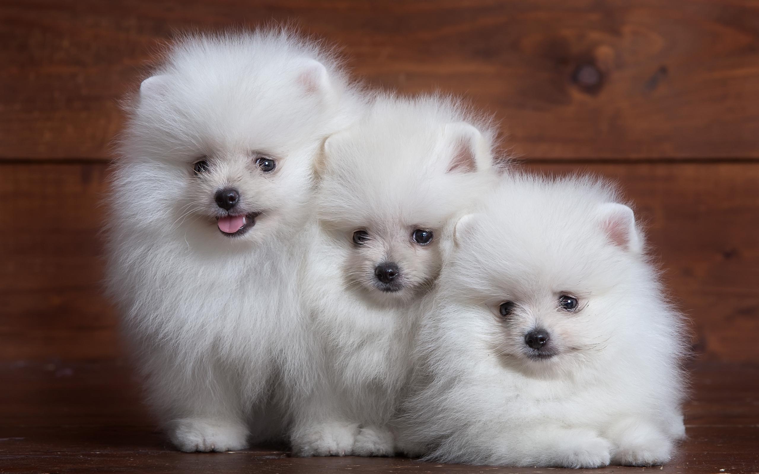 2560x1600 Download wallpaper white fluffy spitz, three small dogs, white puppies, Pomeranian, cute fluffy dogs, pets, dogs for desktop with resolution 2560x1600. High Quality HD picture wallpaper