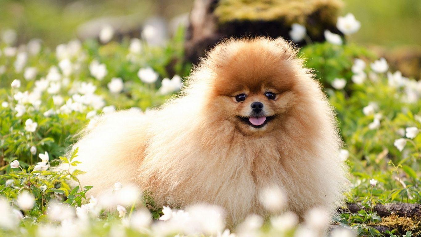1366x768 Wallpaper face blurring grass fluffy dog. Cute pomeranian, Pomeranian dog, Dog wallpaper