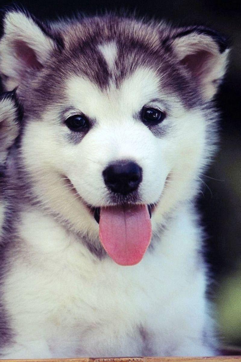 800x1200 Cute Dog Wallpaper