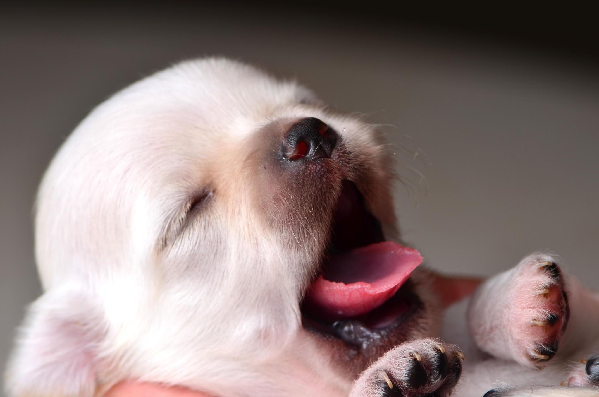 2048x1356 Free download Dog Wallpaper Dog Desktop Image HD Dog Image Hairy Dogs [2048x1356] for your Desktop, Mobile & Tablet. Explore Wallpaper Dog. Dog Wallpaper, Dog Background, Dog Wallpaper