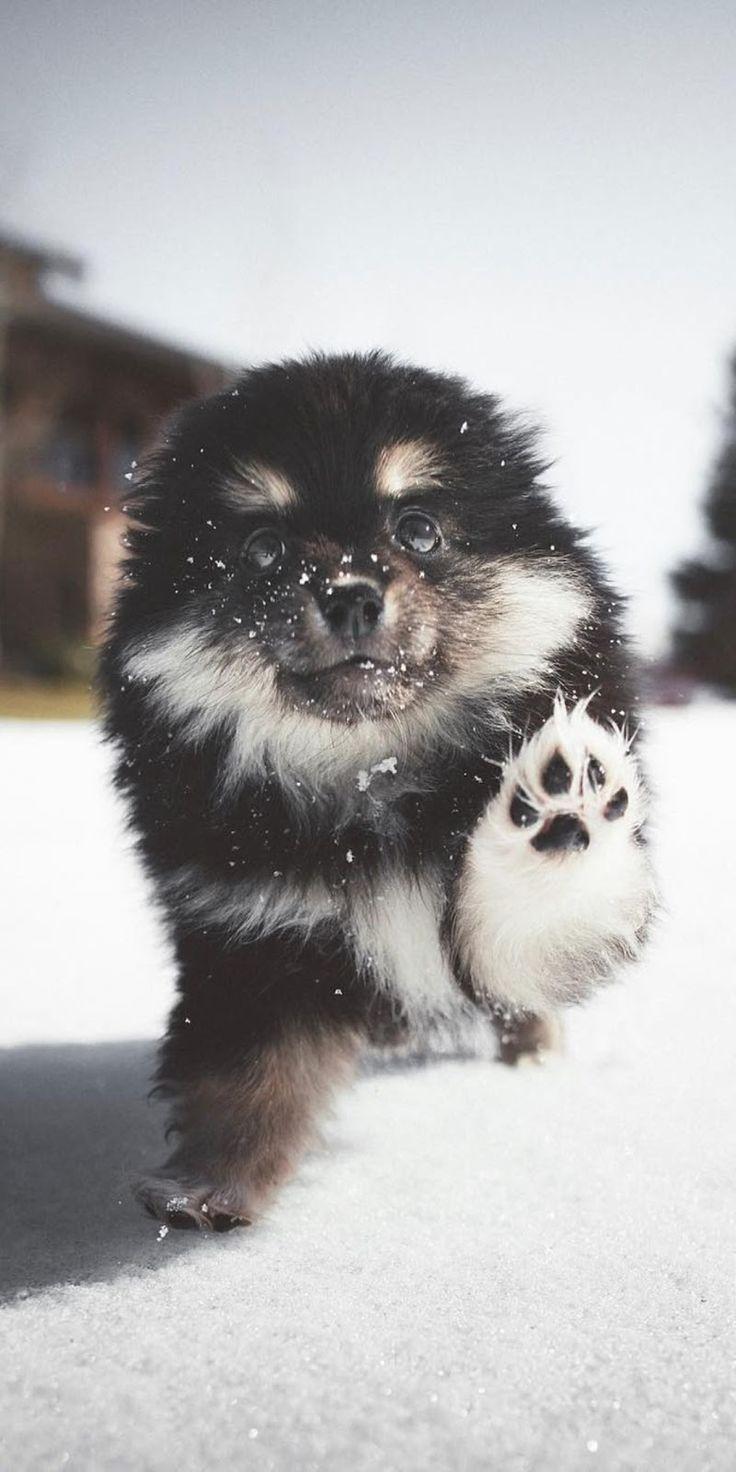 736x1472 Im Schnee spielen - #Hunde #Schnee #spielen. Cute baby animals, Cute dog wallpaper, Cute animals