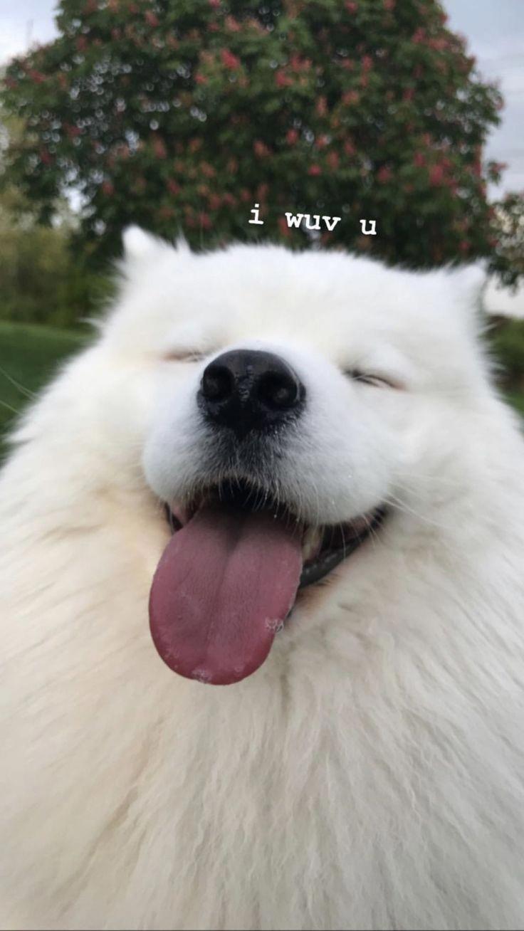 736x1308 Excellent cute dogs tips are offered on our internet site. Read more and you will not be sorry you did. #cutedogs. Cute dog wallpaper, Cute animals, Cute dogs