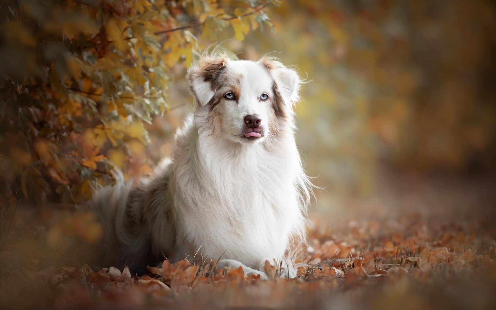 1920x1200 Download wallpaper Australian Shepherd, white fluffy dog, Aussie, beautiful dog, pets, cute animals, dogs for desktop with resolution 1920x1200. High Quality HD picture wallpaper