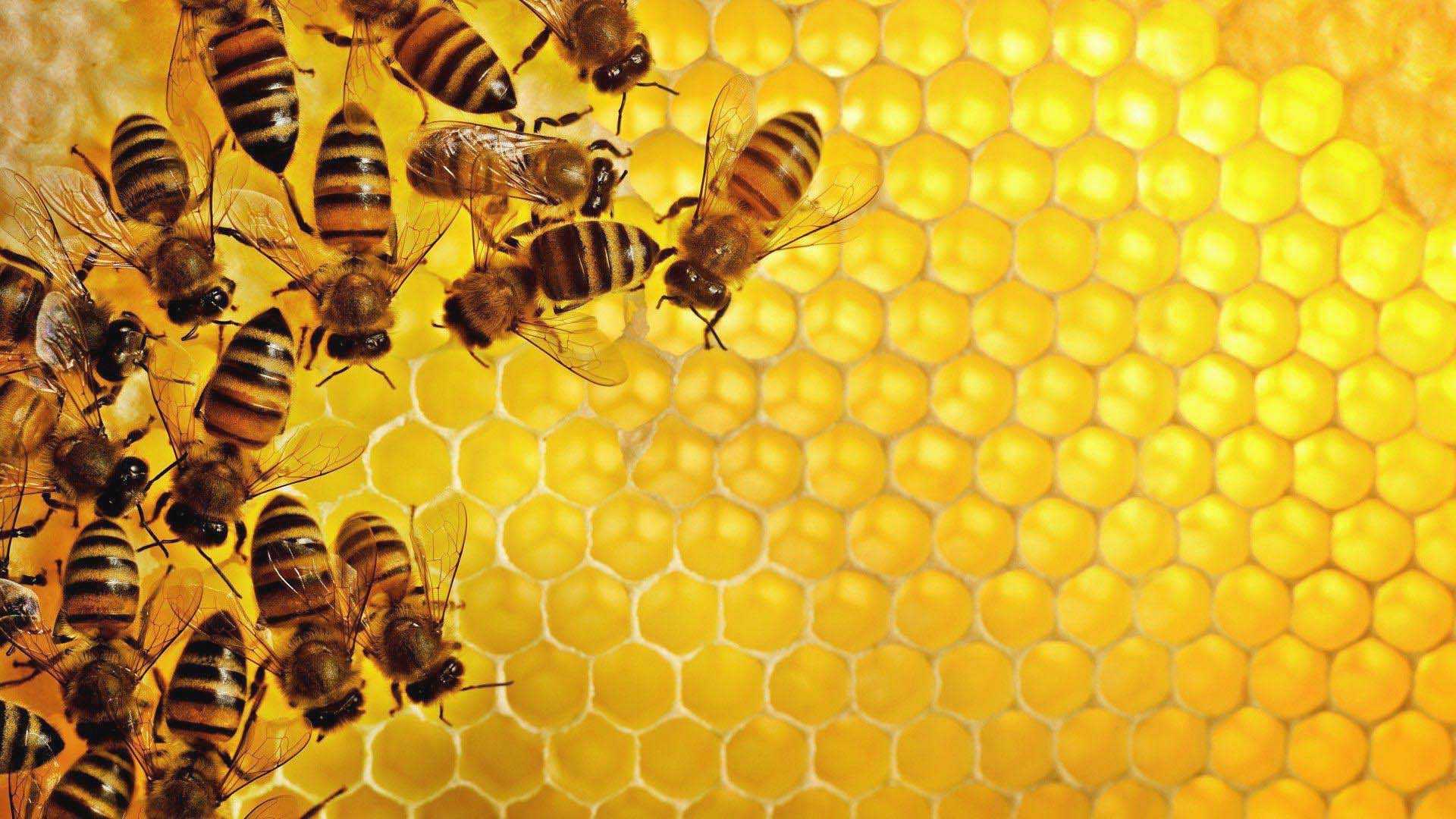 1920x1080 Desktop Bee Wallpaper
