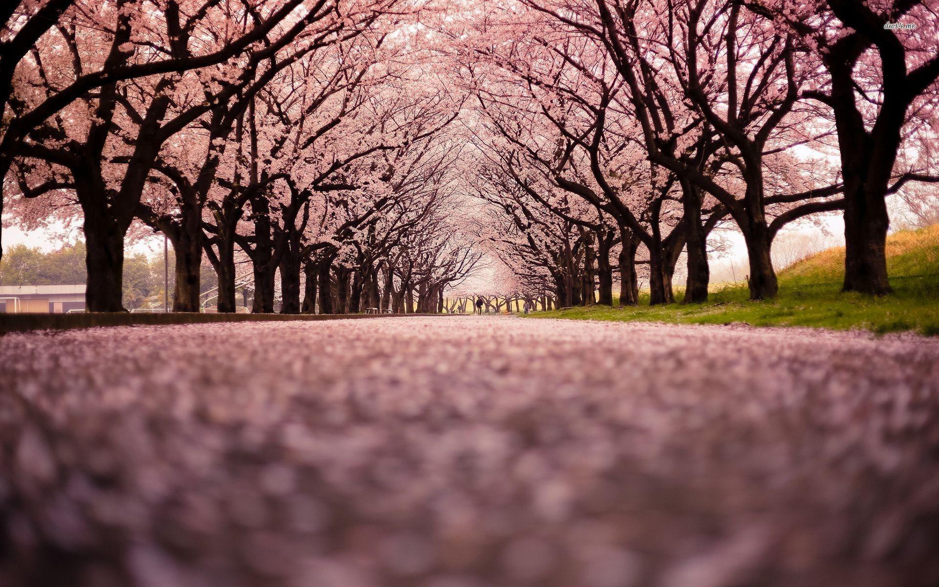 Japan Cherry Blossom Wallpapers - Top Free Japan Cherry Blossom