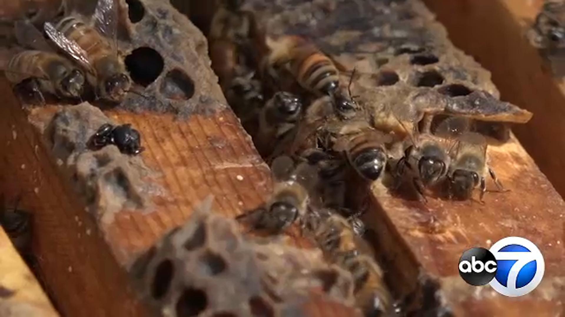 1920x1080 Growing number of Illinois beekeepers welcome new hobbyists, warn hive health risks