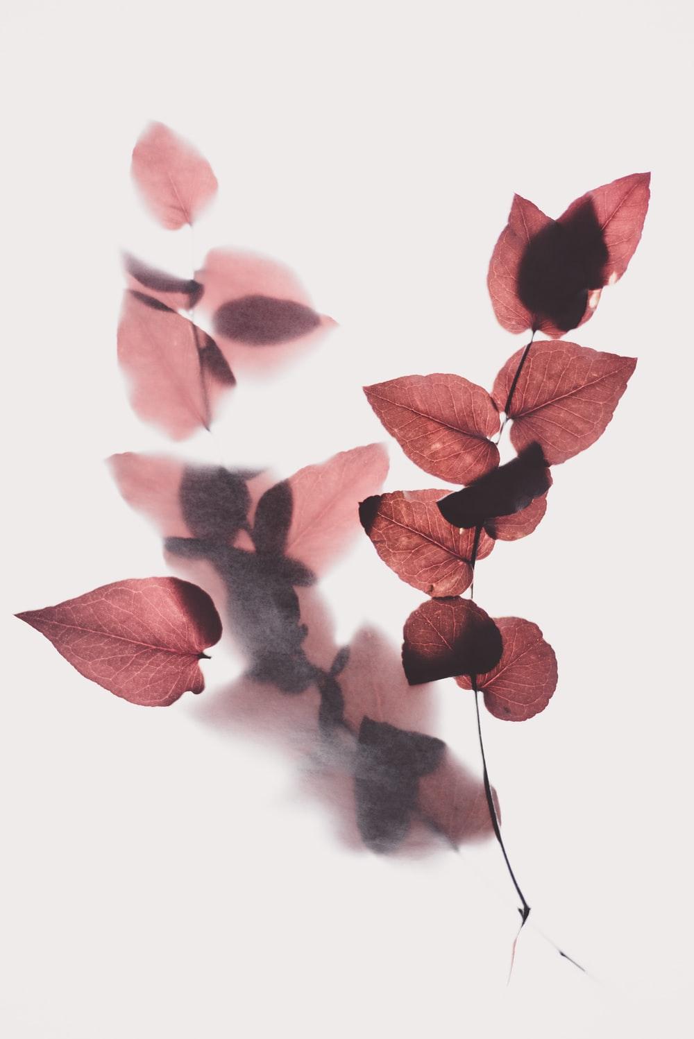 1000x1498 Autumn Flowers Picture. Download Free Image