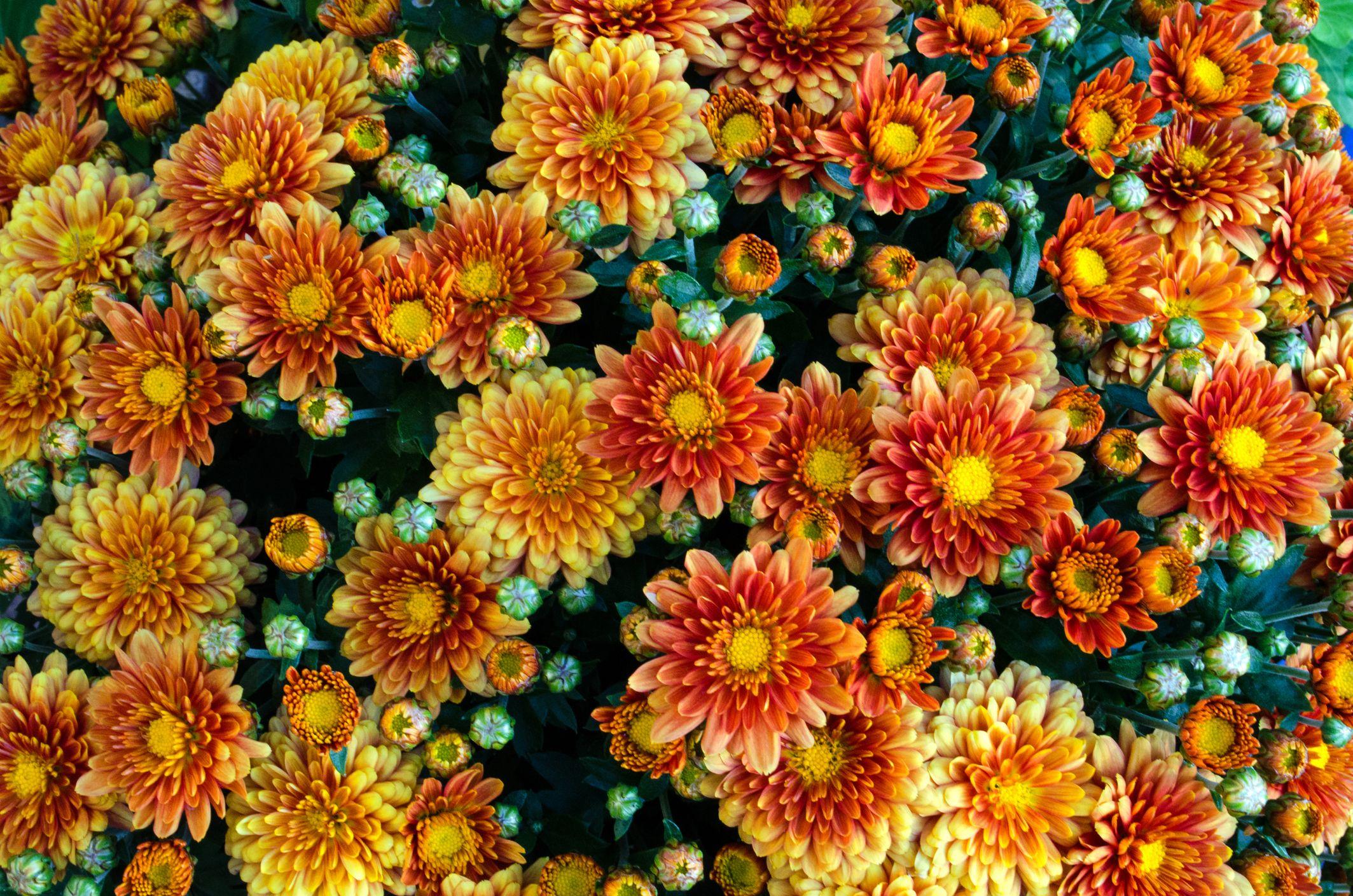 2127x1409 Best Fall Flowers That Bloom in Fall