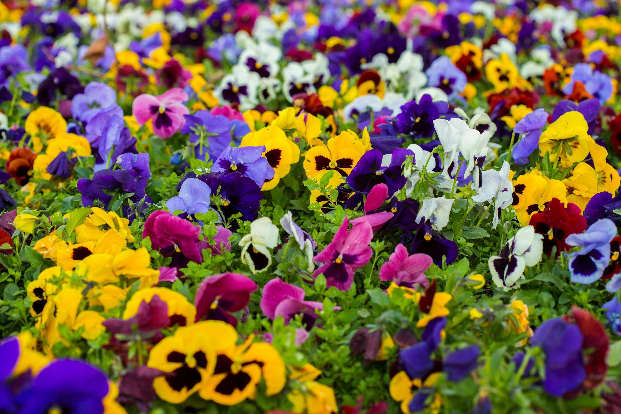 2121x1414 Best 34 Fall Flowers 2021 for an Autumn Garden