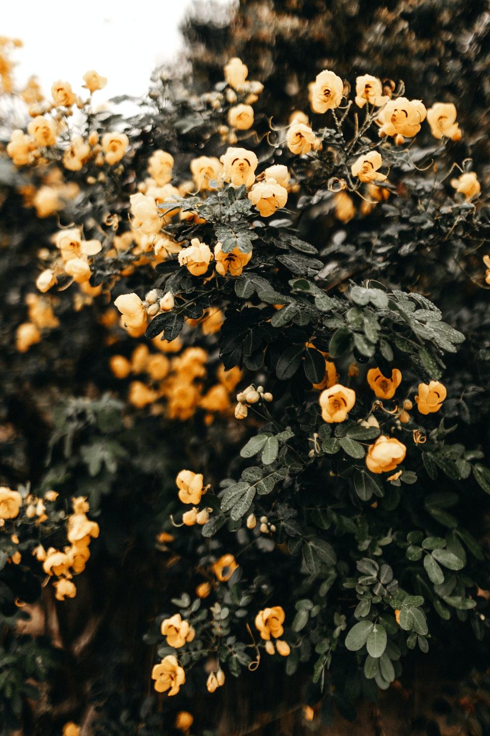 1000x1500 Autumn Flower Picture. Download Free Image