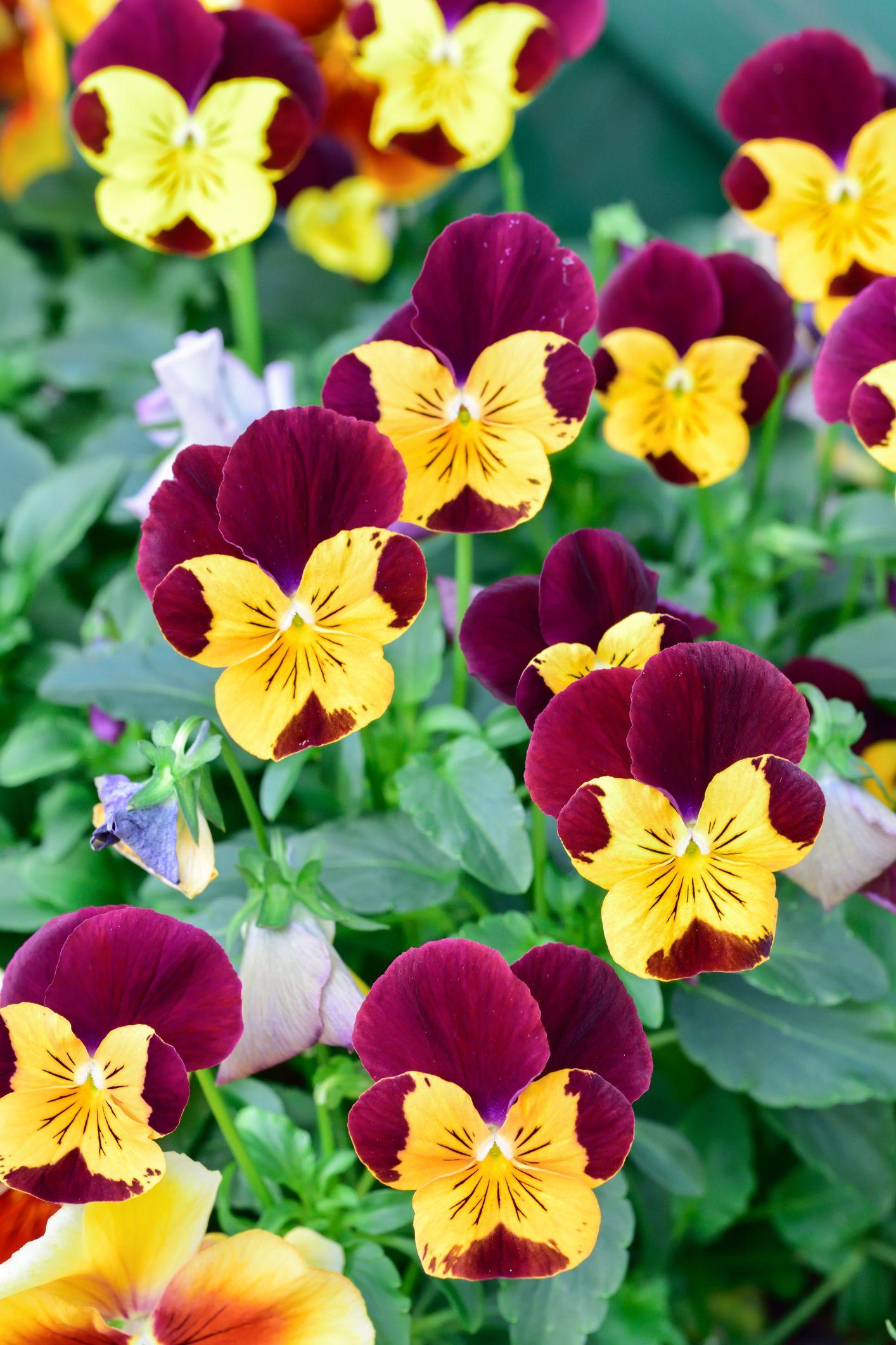 1414x2120 Best Fall Flowers for an Autumn Garden Flowers to Plant in the Fall