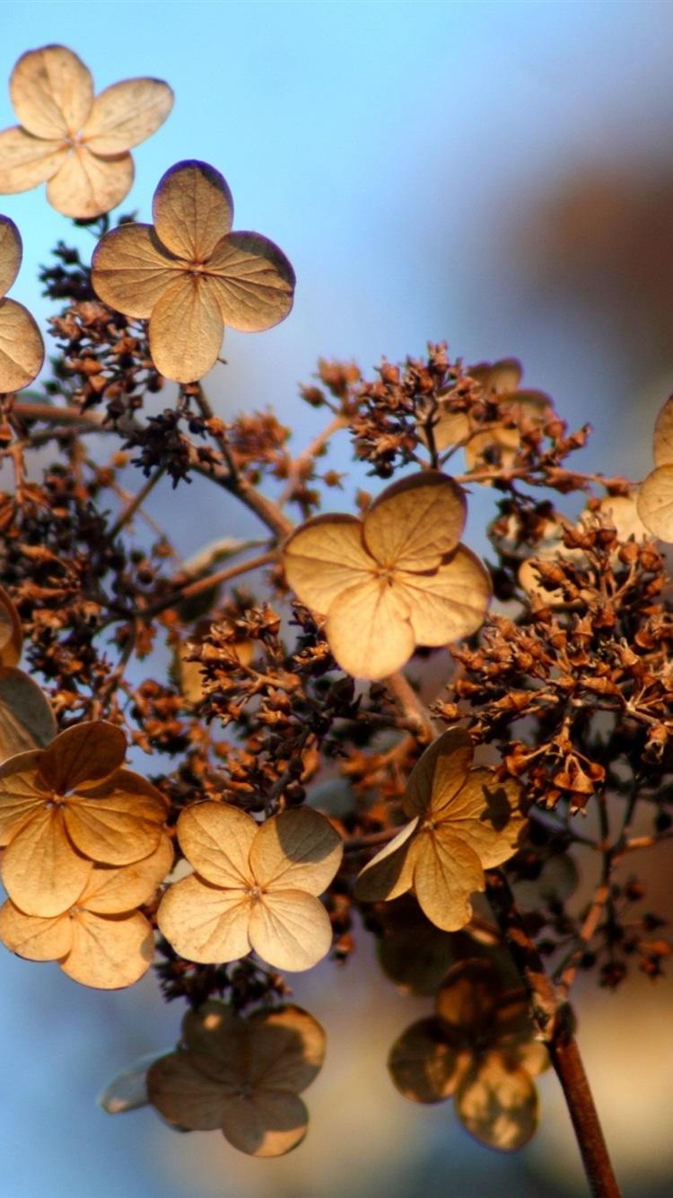 750x1334 Dry Hydrangea Flowers, Bokeh, Autumn 750x1334 IPhone 8 7 6 6S Wallpaper, Background, Picture, Image