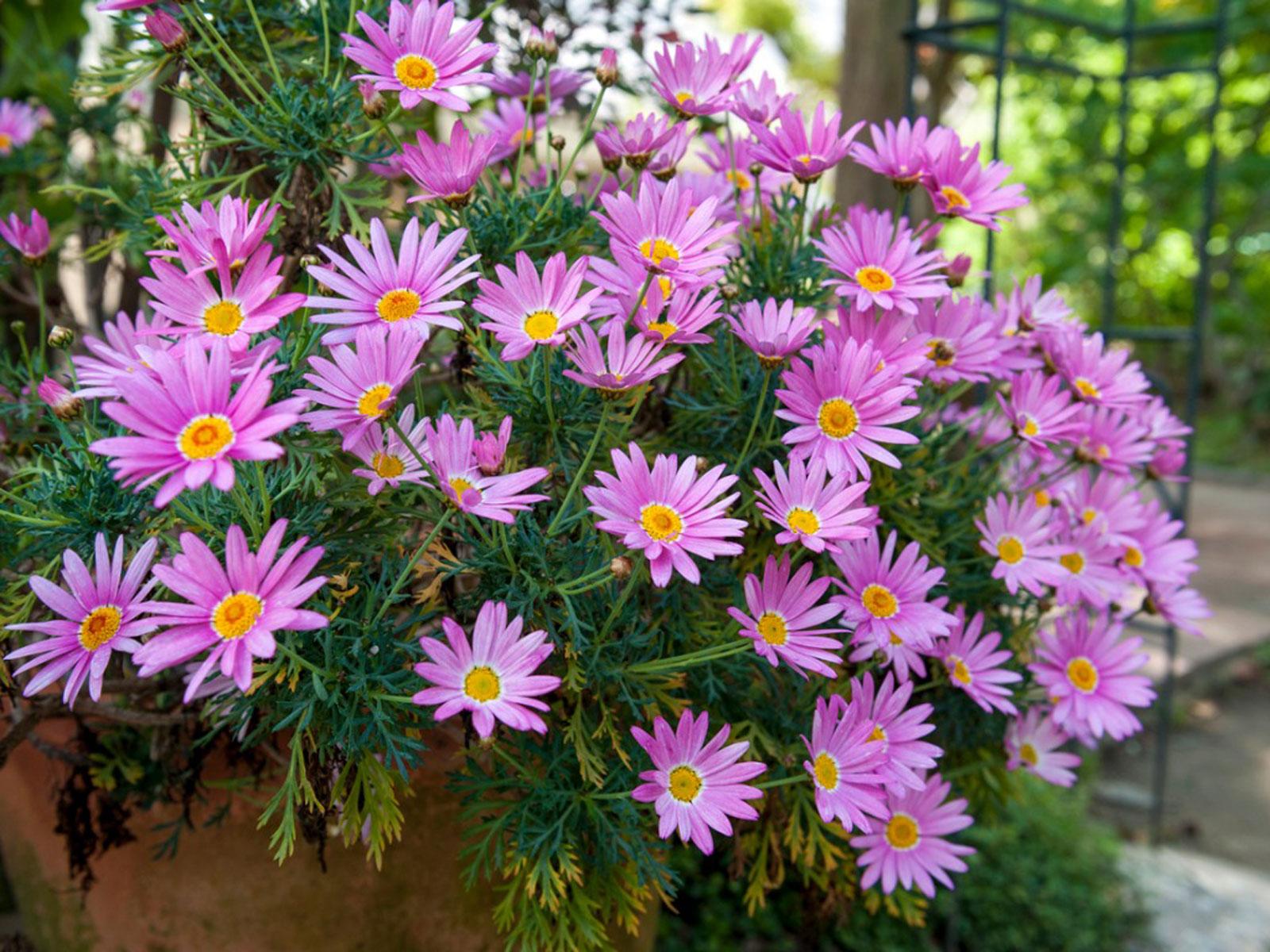 1600x1200 Growing Autumn Flowers
