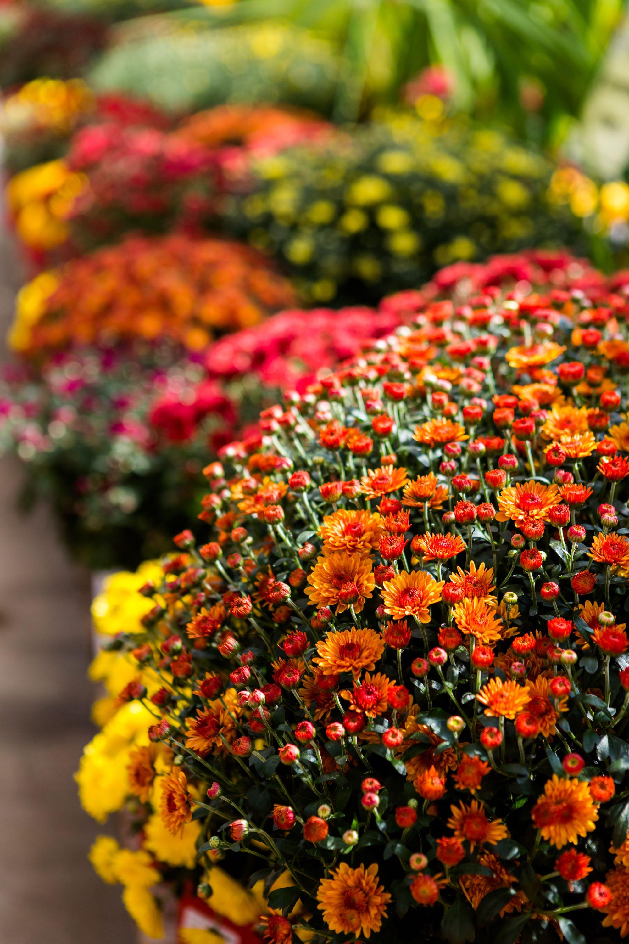 2000x3000 Best Fall Flowers for an Autumn Garden Flowers to Plant in the Fall